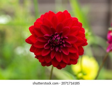 Crimson Red Dahlia Flower In Late Summer Autumn Cottage Garden