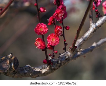 Crimson Red Kagoshima Red Plum Blossoms In Full Bloom In The Winter Sunshine