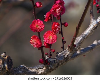 Crimson Red Plum Blossoms In Full Bloom In The Winter Sunshine