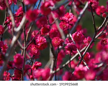 Crimson Red Plum Blossoms In Full Bloom In The Winter Sunshine