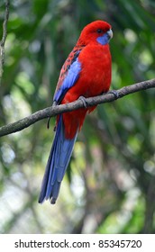 Crimson Rosella