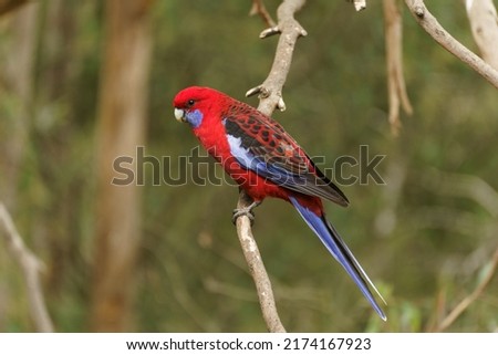 Crimson Rosella Bird sitting on a eucalyptus tree branch