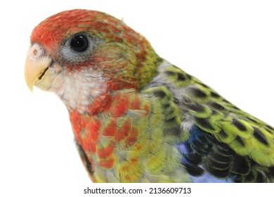 Crimson Rosella Bird White Background