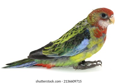 Crimson Rosella Bird White Background