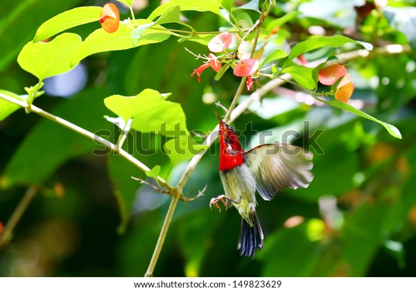 chinese hat tree