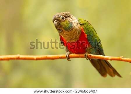 The crimson-bellied parakeet (Pyrrhura perlata), known as the crimson-bellied conure in aviculture, is a species of bird in subfamily Arinae of the family Psittacidae