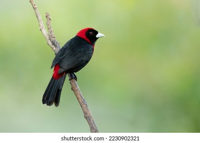 Crimson-collared tanager (Ramphocelus sanguinolentus) is a rather small Middle American songbird. - Shutterstock ID 2230902321
