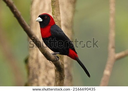 Crimson-collared Tanager (Rhamphocelus sanguinolentus apricus) adult perched on branch Cano Negro, Costa Rica, March