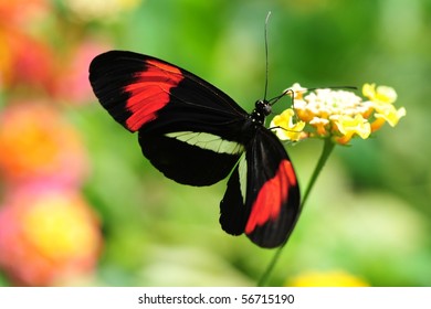 Crimson-patched Longwing Butterfly