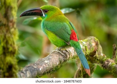 Toucanet High Res Stock Images Shutterstock