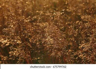 33 Deschampsia Flexuosa Images, Stock Photos & Vectors 