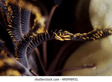 Crinoid Squat Lobster: Allogalathea Elegans, Elegant Squat Lobster On Crinoid, Andaman Sea, South Of Thailand