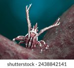 Crinoid squat lobster from Tulamben                    
