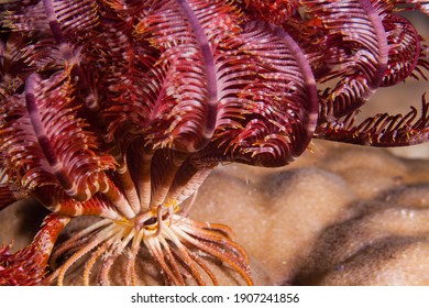 Crinoide In A Coral Reef And His Roomates