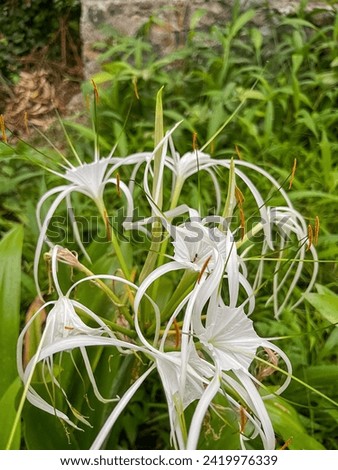 Crinum asiaticum or white lily plants that are wet with rainwater in a garden