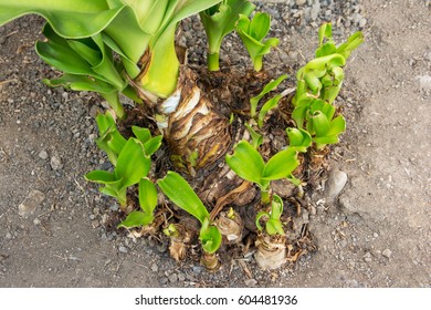 Crinum Lily Trunk With Young Sprout Surrounding. Crinum Lily Gemination