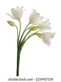 Crinum moorei flowers, Natal Lily, White Lily isolated on white background                                                                                                                       
