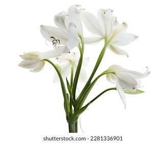 Crinum moorei flowers, Natal Lily, White Lily isolated on white background                                  
