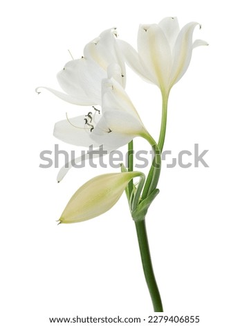 Crinum moorei flowers, Natal Lily, White Lily isolated on white background                                          