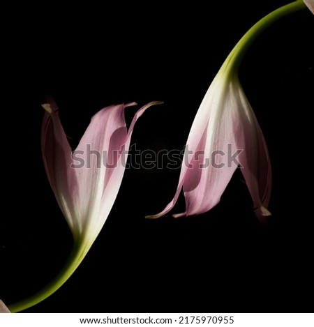 Crinum is a perennial plant species that have large showy flowers on leafless stems and develop from bulbs. They are found in seasonally wet areas, including swamps, depressions, and along the banks o Foto stock © 