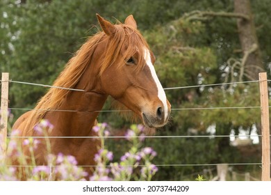 Criollo Horse With Brown Coat Behind Wire Fence