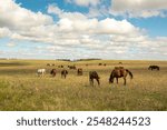 Criollo horses grazing in the field in the sunlight.