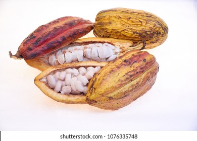 criollo cacao