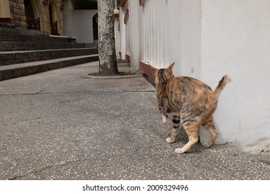 596 Three Legged Cat Images, Stock Photos & Vectors | Shutterstock