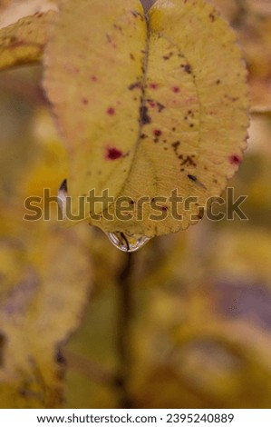 Crisp autumn leaf adorned with a pristine water droplet, reflecting the essence of fall in every detail. Macro beauty of fall: a water droplet suspended on a yellow leaf.