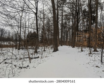A crisp eye-level perspective looking down a pristine snow-covered walking path or hiking trail that winds straight through a dense winter forest of tall, bare deciduous trees.