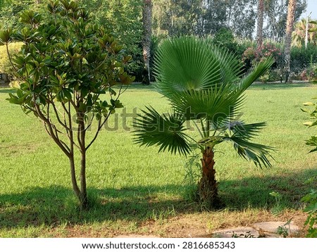 A crisp eye-level shot capturing a small young fan palm tree (Washingtonia) and a glossy evergreen magnolia tree (Magnolia grandiflora) standing side by side on a vibrant green lawn. In the background, tall palm trees and lush tropical vegetation extend under bright natural daylight.