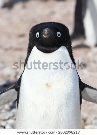 A crisp, front facing close up shot of an Adelie penguin Pygoscelis adeliae  highlighting its distinctive white eye-rings and curious expression. The penguin is captured with its flippers slightly extended against a softly blurred, natural