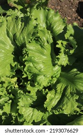 Crisp Green Lettuce Plant Growing In The Sunny Kitchen Garden.