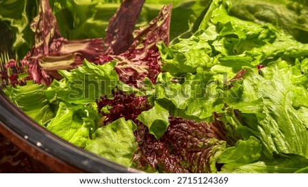 Crisp green and ruby red lettuce entice senses during World Vegetarian Day, celebrating vibrant salad symphony and mindful eating