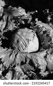 Crisp Lettuce Plant Growing In The Sunny Kitchen Garden In Black And White Monochrome.