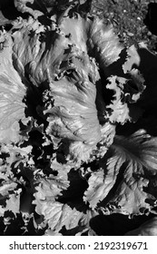 Crisp Lettuce Plant Growing In The Sunny Kitchen Garden In Black And White Monochrome.