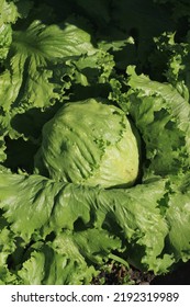 Crisp Lettuce Plant Growing In The Sunny Kitchen Garden.