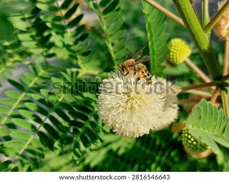 A crisp macro shot capturing a honeybee (Apis mellifera) collecting pollen on a white puffball flower of a river tamarind tree (Leucaena leucocephala).