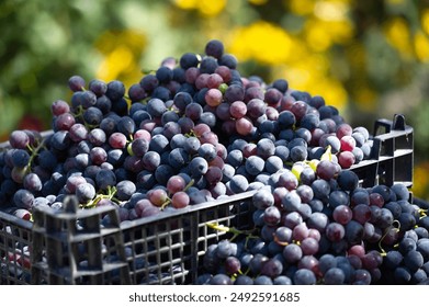 Crisp and refreshing black grapes Ideal for making wine or as a juicy snack High quality image ideal for use in marketing materials - Powered by Shutterstock