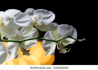 Crisp White Moth Orchid Flowers