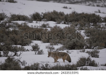 The crisp winter air is undisturbed as a coyote maneuvers through the snow with quiet determination.
