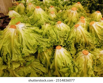 Crispy lettuce texture, close-up of fresh
 - Powered by Shutterstock