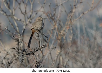 Crissal Thrasher Bird Perched In Bare Shrub Tree