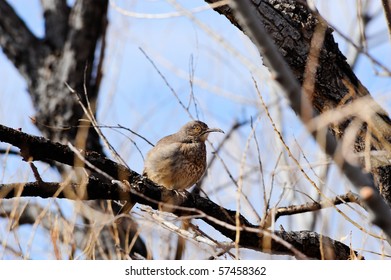 A Crissal Thrasher Perched On A Branch