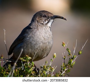 A Crissal Thrasher Perched On A Bush