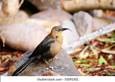 A Crissal Thrasher Posing On A Rock