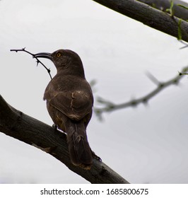 Crissal Thrasher With Thorn Twig In Beak