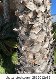 The crisscross pattern of the palm tree trunk layers 