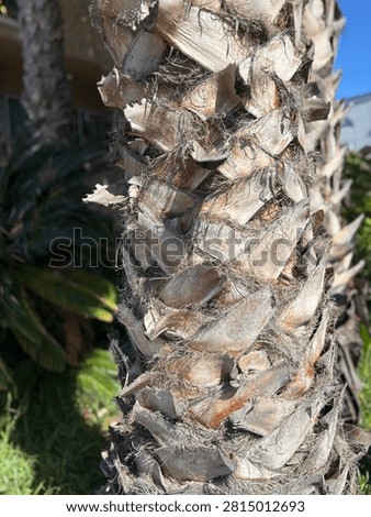 The crisscross pattern of the palm tree trunk layers 