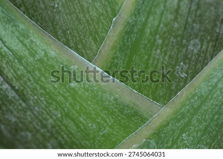 The criss-cross pattern of trees